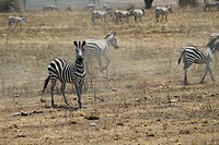 Serengeti (86)