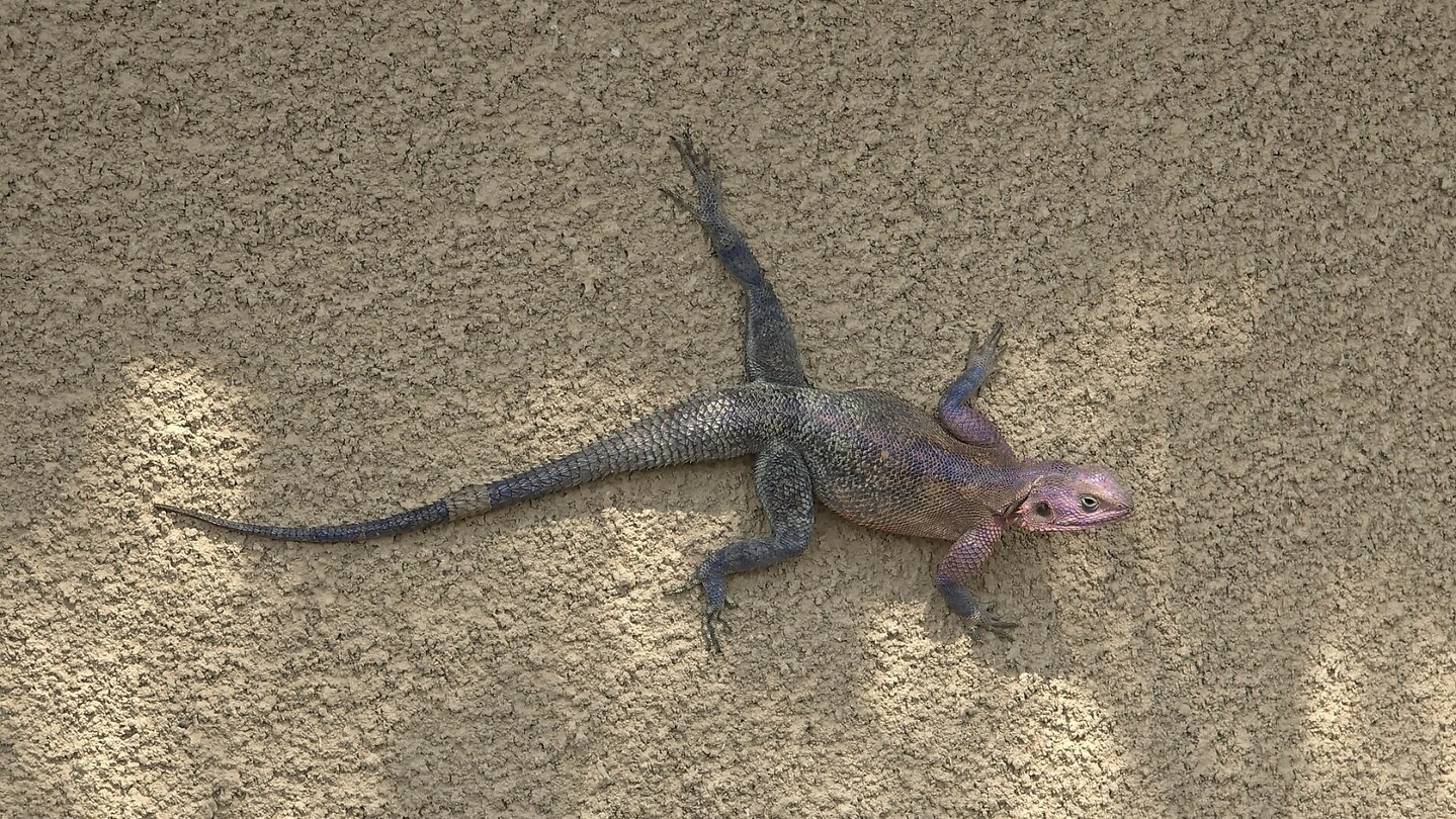 Ngoro 4
