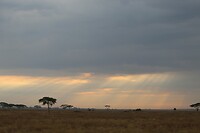 Ngorongoro (2)