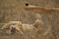 Ngorongoro (13)