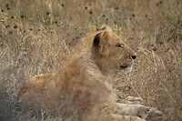 Ngorongoro (14)