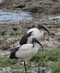 Ngorongoro (16)