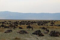 Ngorongoro (29)