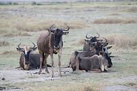 Ngorongoro (30)
