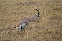 Ngorongoro (32)