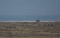 Ngoro 3