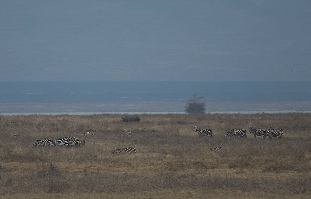 Ngoro 3