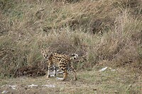 Ngorongoro (23)