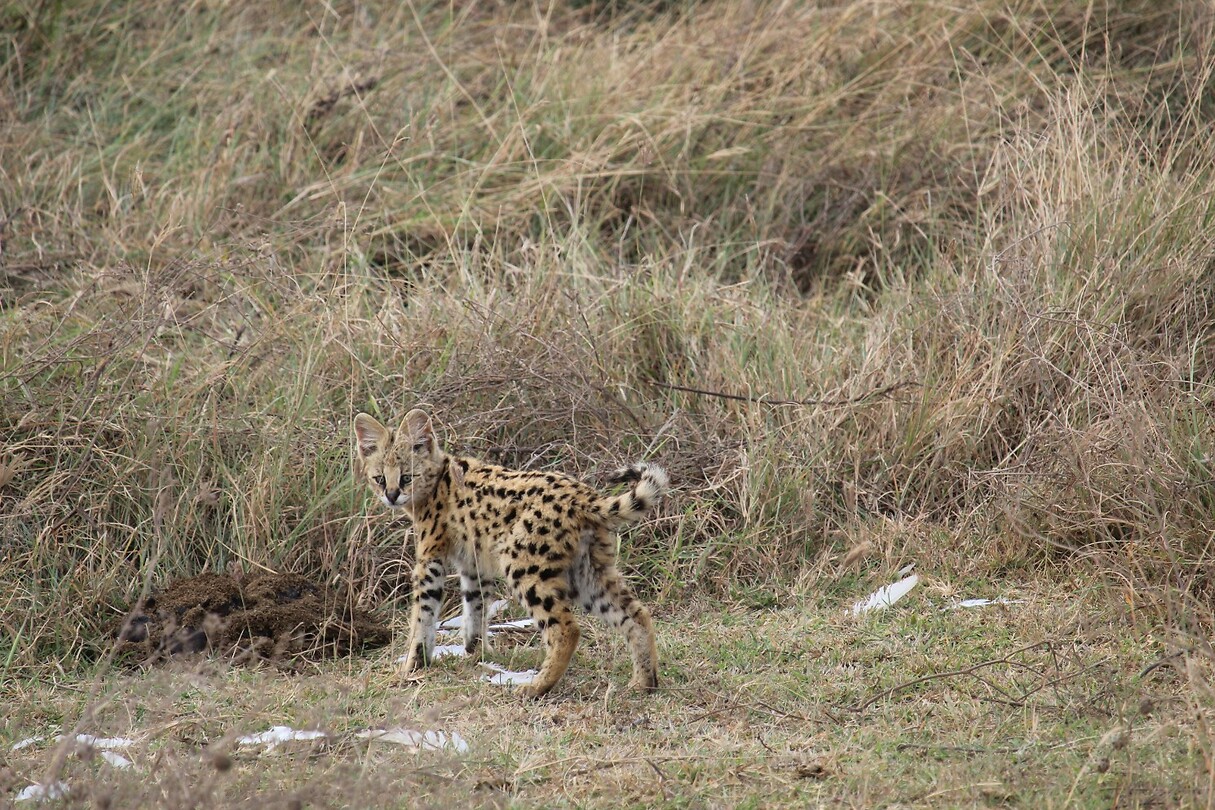 Ngorongoro (23)