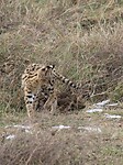 Ngorongoro (24)