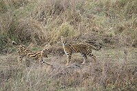 Ngorongoro (26)