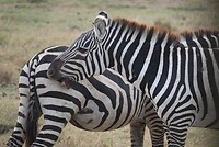 Ngorongoro (36)