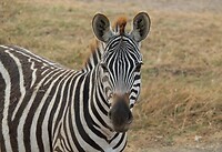 Ngorongoro (38)