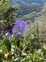 Karatu (6)
