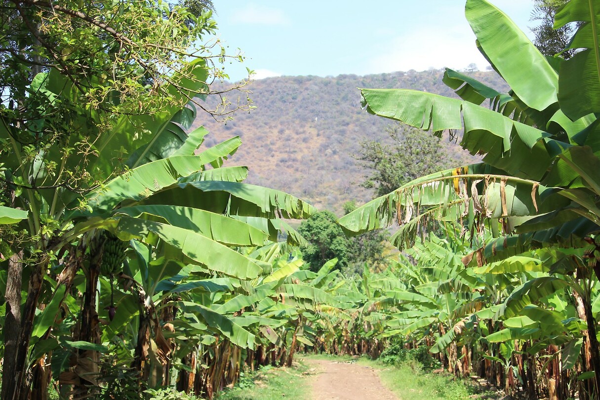 Arusha (5)