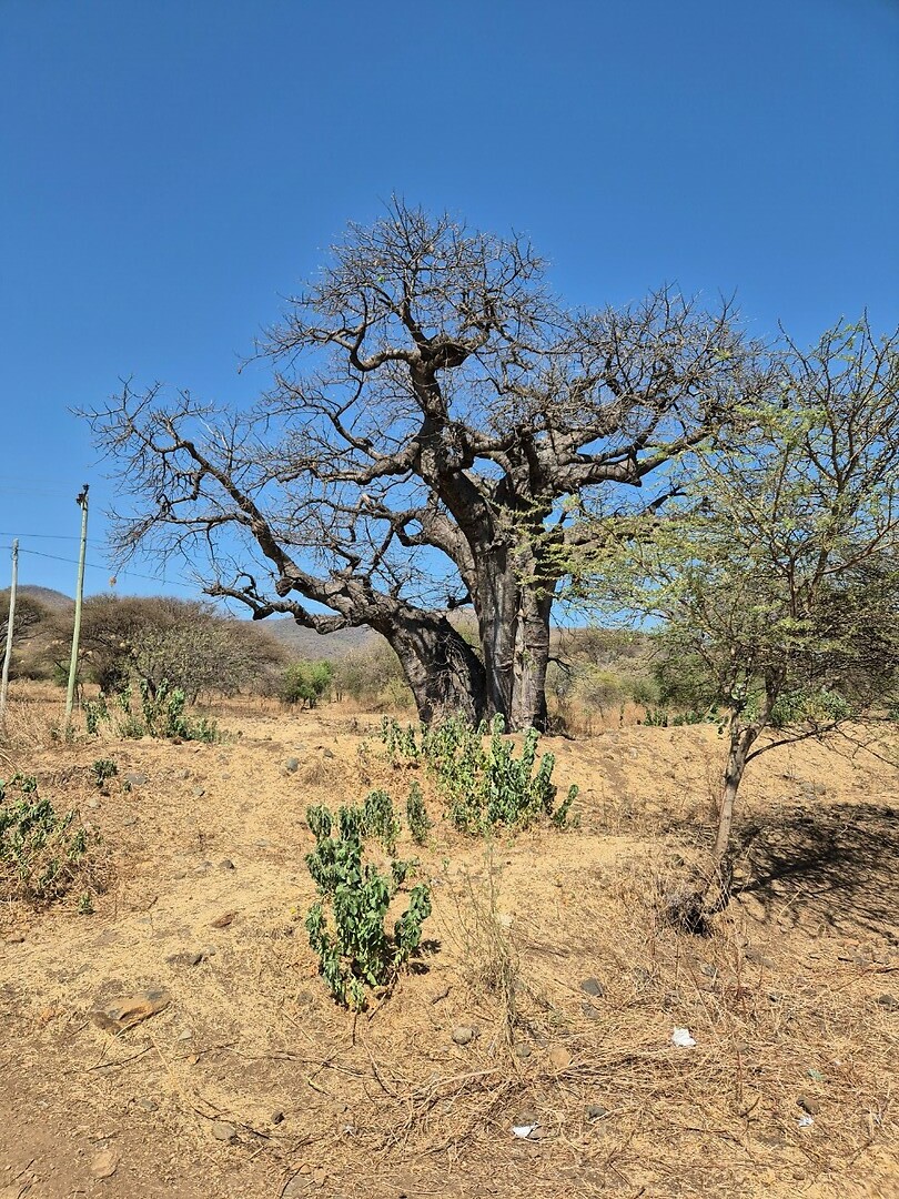 Arusha_ (5)