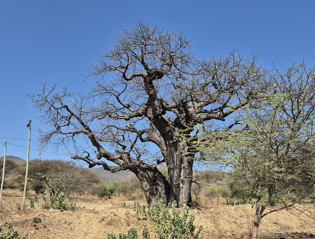 Arusha_ (5)