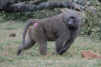 Mount Kenya Extra 2