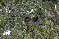 Mount Kenya extra 3