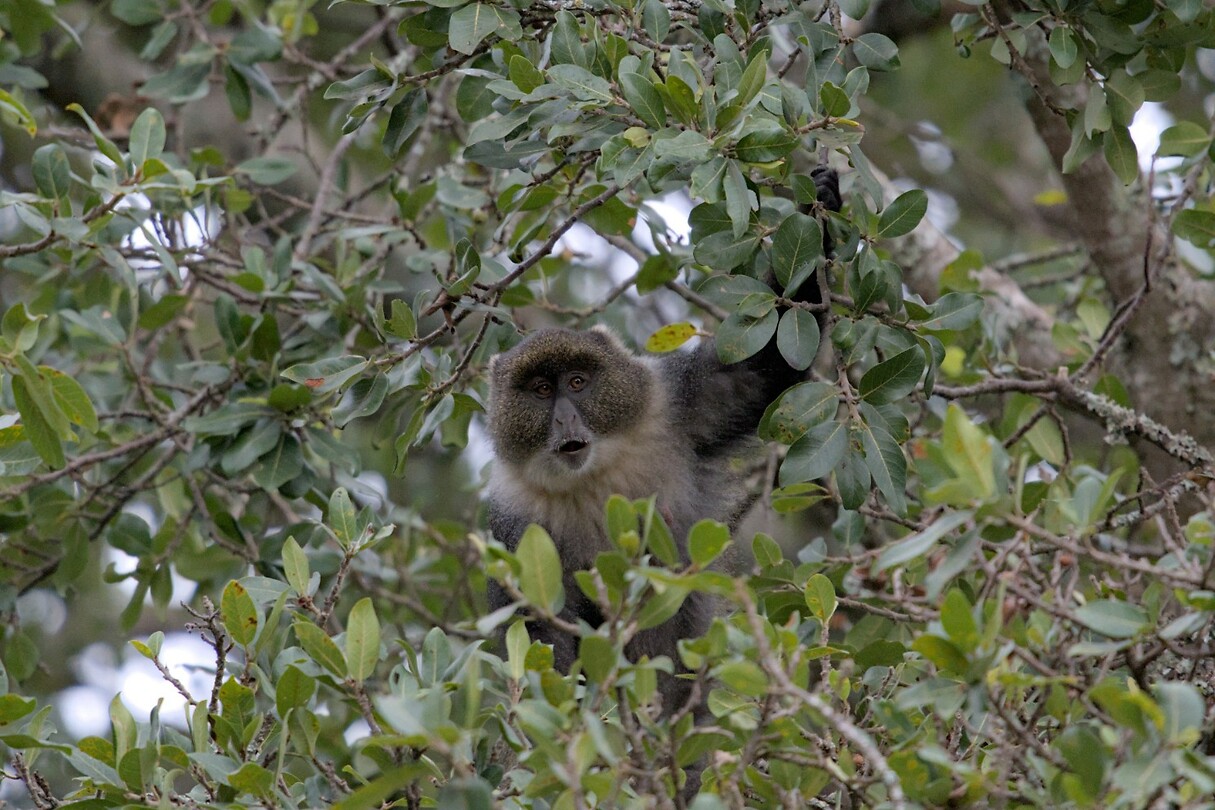 Mount Kenya extra 3