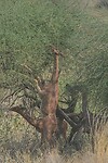 Samburu extra 4
