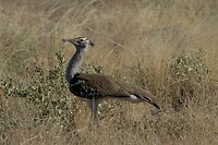Samburu extra 5