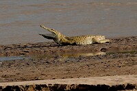 Samburu extra 6