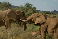 Samburu extra 7