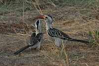 Samburu extra 8