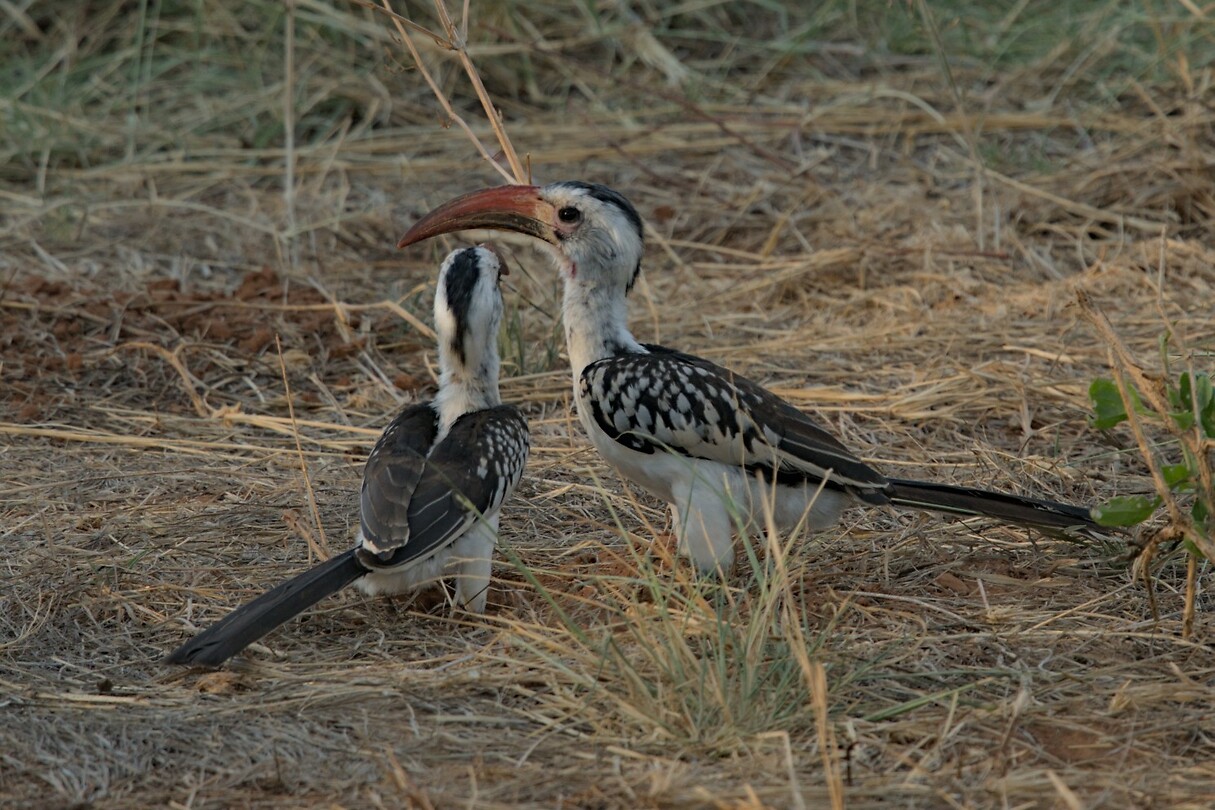 Samburu extra 8