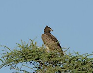 Samburu next day extra 1