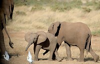 Samburu next day extra 2