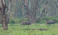Nakuru extra 1