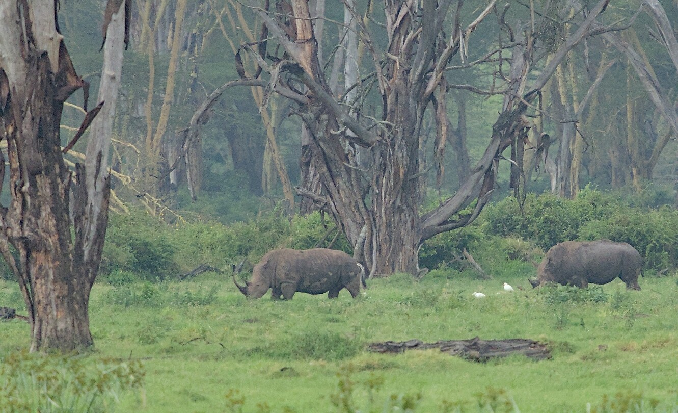 Nakuru extra 1