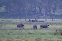 Nakuru extra 2