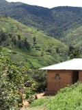 Rwenzori