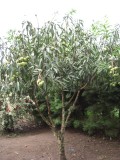 Mango's