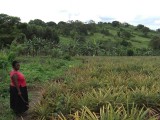 Ananas plantage
