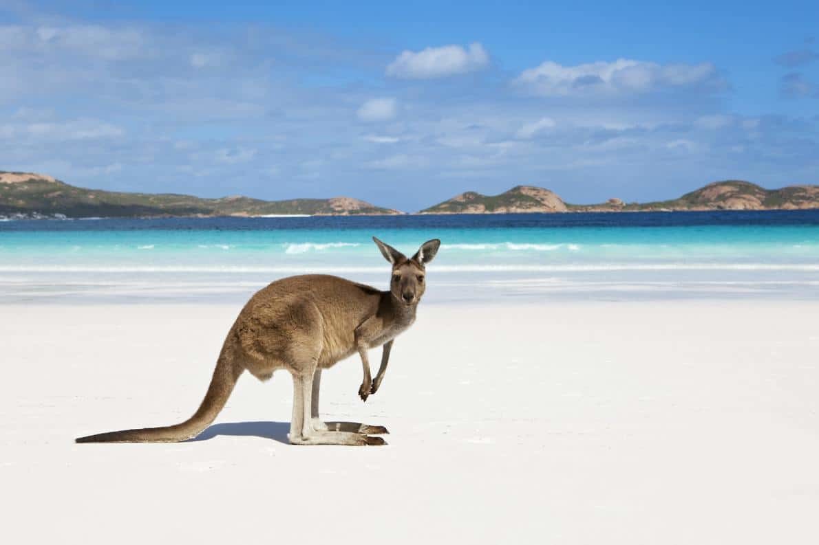 Australie Kangaroe