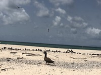Michaelmas Cay