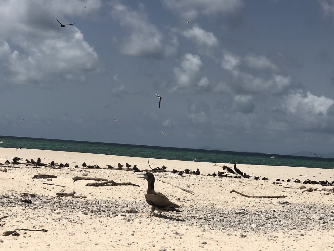 Michaelmas Cay