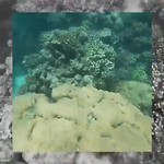 Snorkelen Great Barrier Reef - Vlog 15 februari