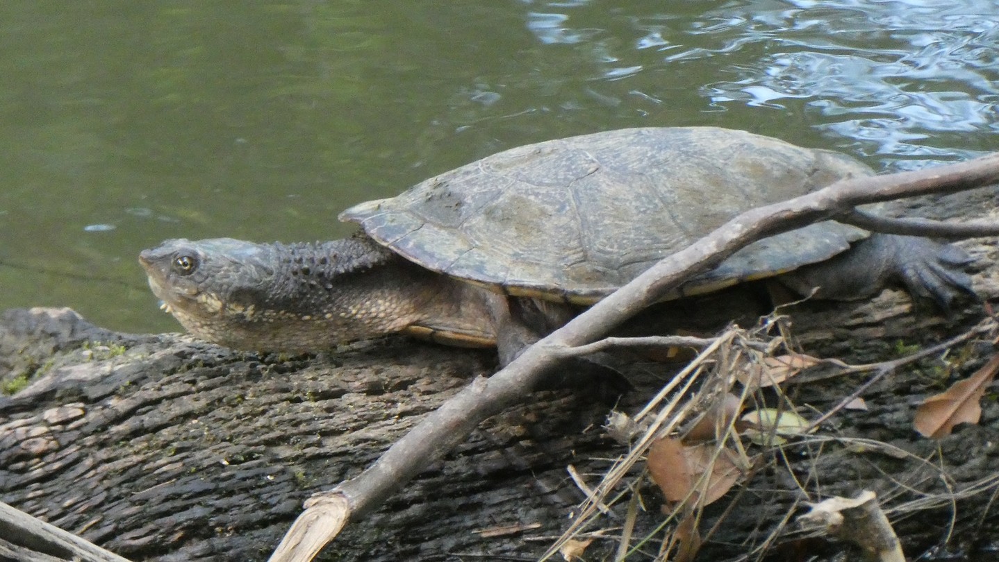 Schildpad