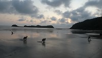 Kangoeroes op strand Cape Hillsborough National Park - 2