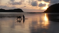 Kangoeroes op strand Cape Hillsborough National Park - 4