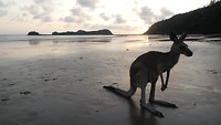 Kangoeroes op strand Cape Hillsborough National Park - 6