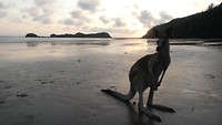 Kangoeroes op strand Cape Hillsborough National Park - 7