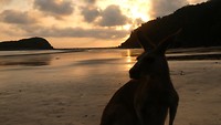 Kangoeroes op strand Cape Hillsborough National Park - 8