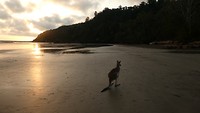 Kangoeroes op strand Cape Hillsborough National Park - 9