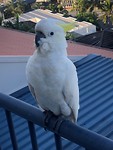 Papegaai Airlie Beach